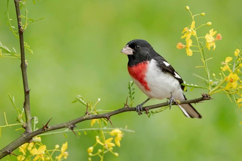 Rose-breasted Grosbeak (Pheucticus ludovicianus) male perched on a branch, Texas, USA