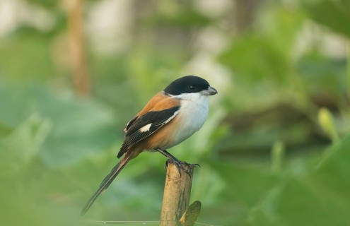 A long-tailed shrike or rufous-backed shrike (Lanius schach), Sreepur, Gazipur, Bangladesh