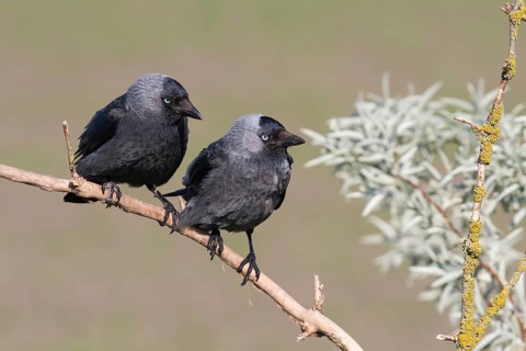 Western Jackdaw (Coloeus monedula) perched on a branch, Puszta, Hungary