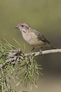 Cassin's Finch (Haemorhous cassinii), Oregon, USA