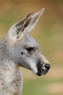 Close-up of a kangaroo with grey fur and attentive gaze, Red kangaroo (Macropus rufus), captive,