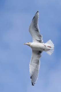 European Herring Gull (Larus argentatus) flying, Lower Saxony, Germany