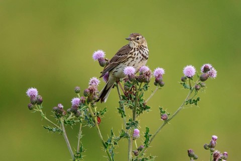 Meadow Pipit (Anthus pratensis) perched on thistle, North Rhine-Westphalia, Germany