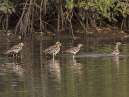 Senegal Thick-knee (Burhinus senegalensis), Gambia