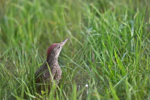 Green woodpecker (Picus viridis) fledgling secured in the meadow, Allgäu, Bavaria, Germany, Allgäu,