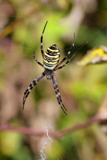 Wasp spider, zebra spider (Argiope bruennichi) on its web in a bramble bush in a vineyard, Cochem,