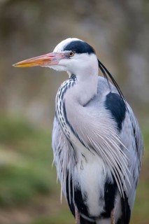 Grey heron (Ardea cinerea), portrait, Vienna, Austria