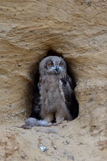 Eurasian Eagle-Owl (Bubo bubo) juvenile with food at breeding cavity, North Rhine-Westphalia,