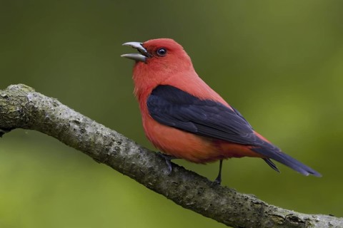 Scarlet Tanager (Piranga olivacea) singing male, Ontario, Canada