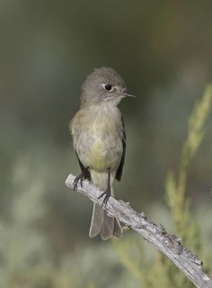 American Dusky Flycatcher (Empidonax oberholseri), USA