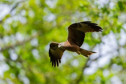 Black kite (Milvus migrans) flying in a forest in early summer, Bavaria, Germany