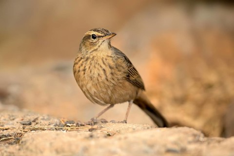 Long-billed Pipit (Anthus similis) perched on the ground, Amhara, Ethiopia