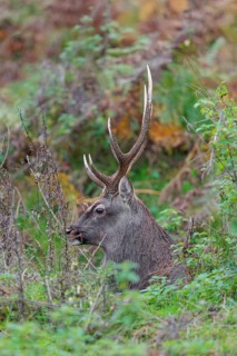 A sika deer stag (Cervus nippon) rests in hilly terrain in a clearing overgrown with ferns