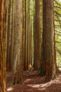 A woman walks through a redwood forest, surrounded by towering trees in the Great Ocean Road,