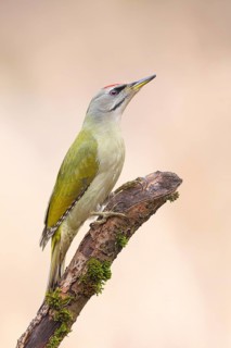 Grey-headed Woodpecker (Picus canus), male sitting on an old branch overgrown with moss, Wildlife,