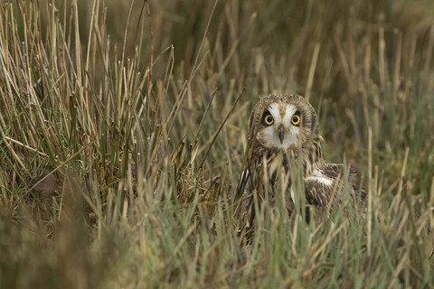 Short-eared Owl (Asio flammeus), Wales, United Kingdom
