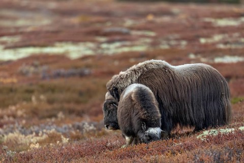 A musk ox bull (Ovibos moschatus) has joined a calf, baby animals, autumn, autumn landscape, Ruska,