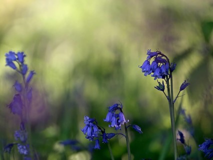 Flowering forest hyacinth (Hyacinthoides non-scripta), Texel, North Holland, Netherlands