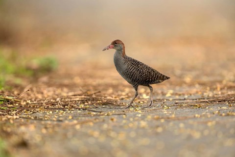 Slaty-breasted Wood Rail (Aramides saracura), Pahang, Malaysia