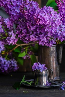 Beautiful lilac flowers arranged in vintage metal ware on a rustic wooden table. The vivid purple