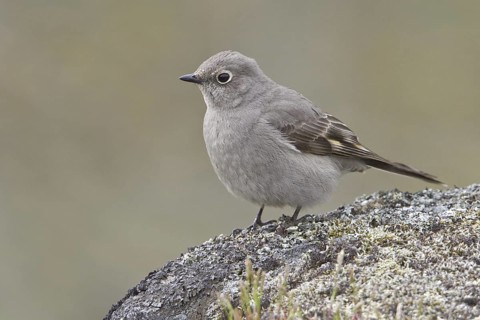 Townsend's Solitaire (Myadestes townsendi), British Columbia, Canada