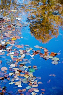Autumn leaves and reflection, Autumn time, October, Germany