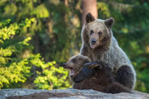 Eurasian Brown Bear (Ursus arctos) two fighting in forest, Finland