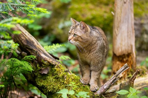 European wildcat (Felis silvestris silvestris) walking in a forest, Bavaria, Germany