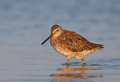 Short-billed Dowitcher (Limnodromus griseus) foraging, Florida, USA