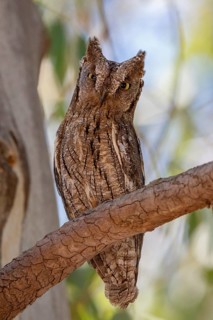 Eurasian Scops Owl (Otus scops), Lesvos, Greece
