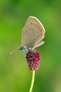 Dusky large blue, (Maculinea nausithous), Animals, Insects, Butterflies, Hesse, Federal Republic of
