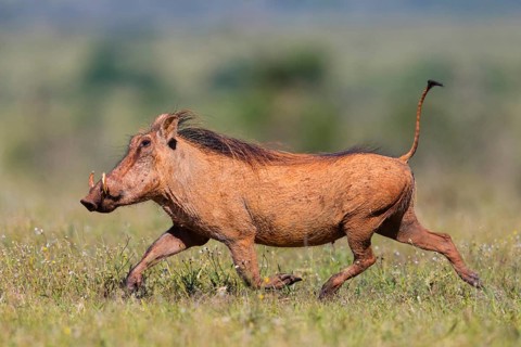 Warthog, (Phacochoerus africanus), animals, mammals, biotope, habitat, Africa, Addo Elephant