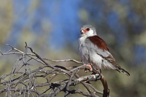 Pygmy Falcon (Polihierax semitorquatus) female, Northern Cape, South Africa