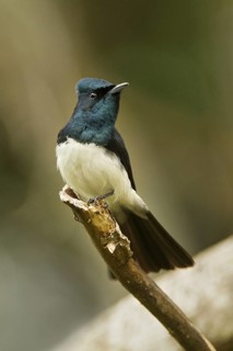 Satin Flycatcher (Myiagra cyanoleuca) male, Tasmania, Australia