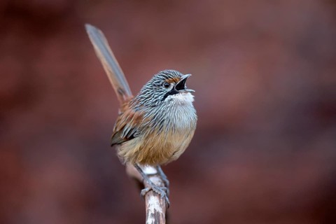 Striated Grasswren (Amytornis striatus whitei) singing from a branch, Western Australia, Australia