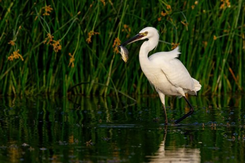 Little egret foraging, (Egretta garzetta) Salalah, Khawr Rawri, Dhofar, Oman