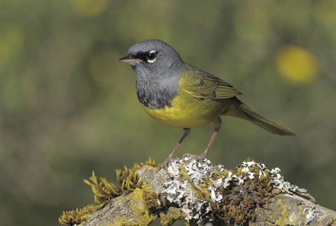 MacGillivray's Warbler (Geothlypis tolmiei), British Columbia, Canada