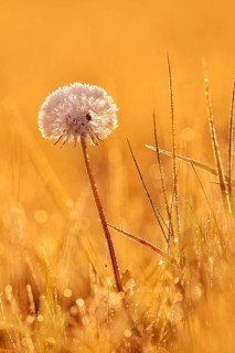 Common dandelion (Taraxacum officinale), fruit stand backlit at sunrise, North Rhine-Westphalia,