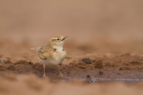 Short-toed Lark - Kurzzehenlerche - Calandrella brachydactyla ssp. rubiginosa, Morocco, adult