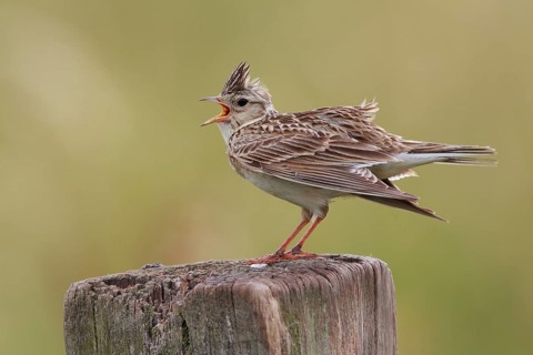 Eurasian Skylark (Alauda arvensis) singing from pale, North Rhine-Westphalia, Germany