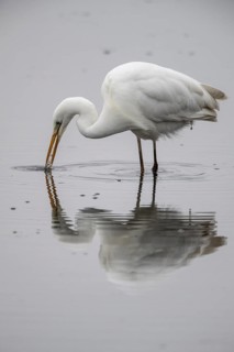 Great White Egret (Ardea alba), Emsland, Lower Saxony, Germany