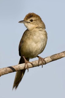 Tawny Grassbird (Megalurus timoriensis), Queensland, Australia