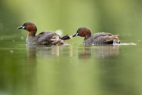 Little Grebe (Tachybaptus ruficollis) pair with chick, Hesse, Germany
