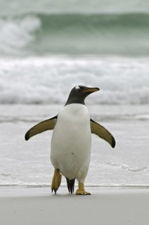 Gentoo Penguin (Pygoscelis papua), Falkland Islands