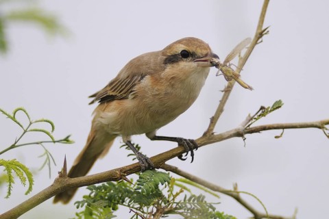 Red-tailed Shrike (Lanius phoenicuroides), India