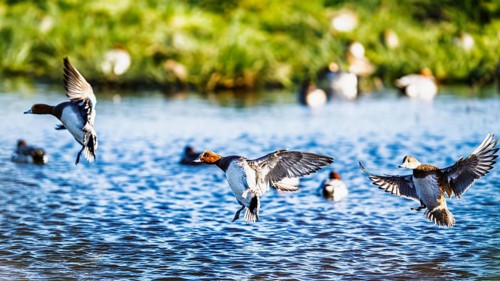 Eurasian Wigeon, Mareca penelope, birds in flight over marshes in Devon, England, United Kingdom