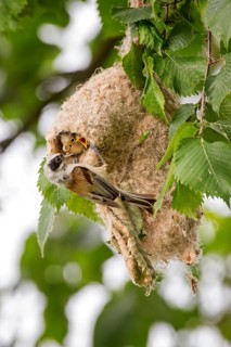 Eurasian Penduline Tit (Remiz pendulinus) female feeds chicks in nest, Saxony-Anhalt, Germany