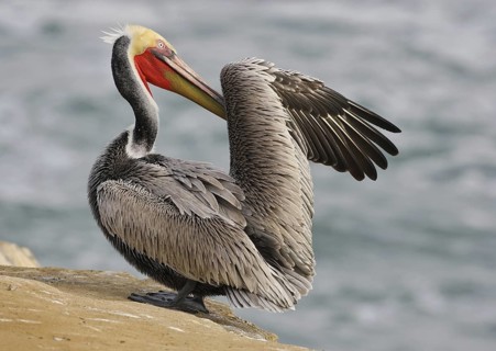 Brown Pelican (Pelecanus occidentalis), California, USA