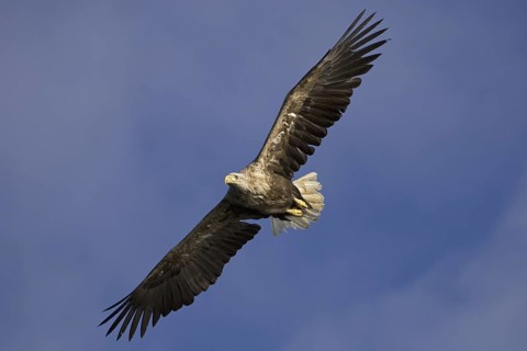 White-tailed Eagle (Haliaeetus albicilla) flying, Flatanger, Norway