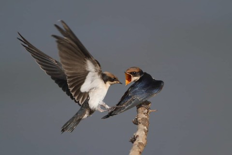 Wire-tailed Swallow (Hirundo smithii), Lake Baringo, Kenya